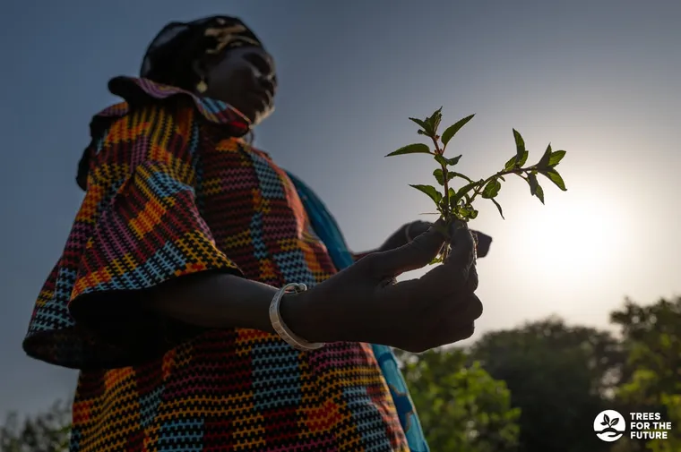 Trees for the Future